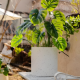 Plastic Plant Pot