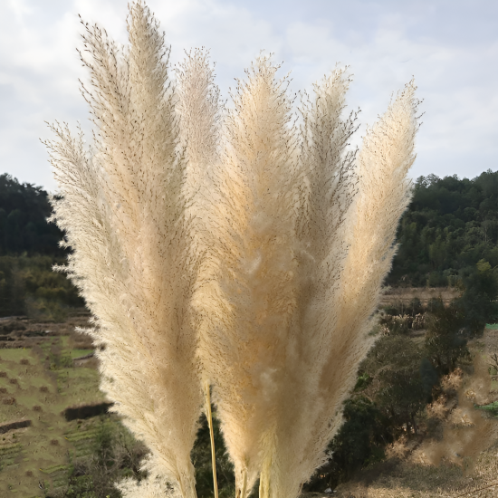 Dried Flowers