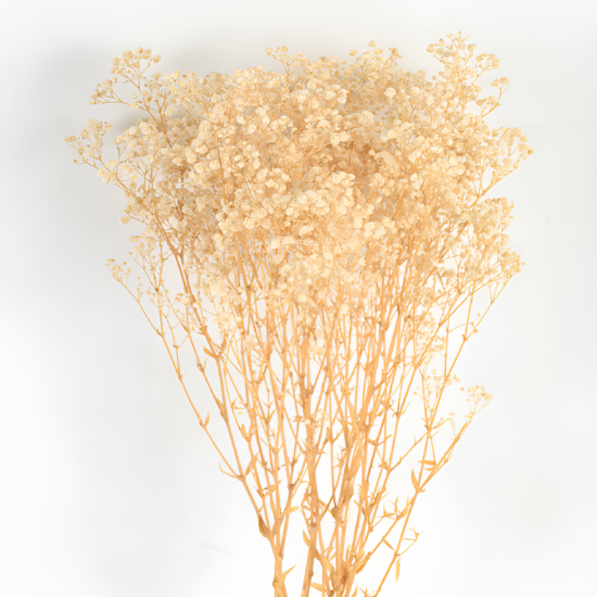 Dried Flowers