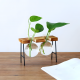 Glass Planter With Wooden Base