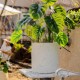 Plastic Plants Pot