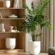 Plastic Plants Pot Medium