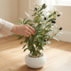 Artificial Plant