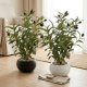 Artificial Plant