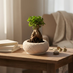 Bonsai Tree Small